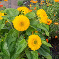 Teddy Bear - BLOOMING SOON
